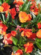portocale Plantă Răbdare, Balsam, Bijuterie Buruienilor, Ocupat Lizzie Flori de interior fotografie