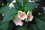weiß Geduld Pflanze, Balsam, Juwel Unkraut, Busy Lizzie Pot Blumen foto