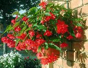 rood Begonia Pot Bloemen foto