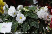 biela Begónie Izbové kvety fotografie