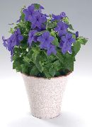 donkerblauw Browallia Pot Bloemen foto