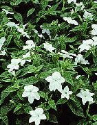 foto balts Iekštelpu ziedi Browallia