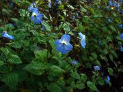lichtblauw Browallia Pot Bloemen foto