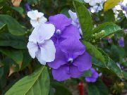 fotoğraf leylak Kapalı çiçek Brunfelsia, Dün-Bugün-Yarın