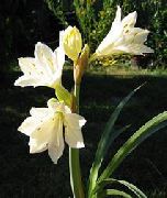 λευκό Vallota εσωτερική Λουλούδια φωτογραφία