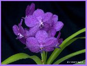 lilac Vanda Indoor flowers photo