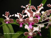 ფოტო ბორდო შიდა ყვავილები Vanda