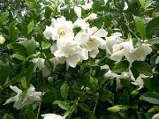 foto branco Flores internas Cape Jasmine