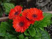 снимка червен Стайни цветя Гербера