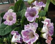 lila Sinningia (Gloxinia) Flores de interior foto