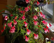 фото Колерия травянистые домашние комнатные цветы и растения