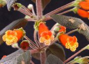 fotoğraf turuncu Kapalı çiçek Ağaç Gloksinya