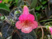 foto sārts Iekštelpu ziedi Koks Gloksīnija