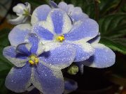 ljusblå Afrikansk Violet Inomhus blommor foto