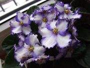 white African violet Indoor flowers photo