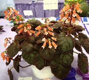 橙 Smithiantha 盆花 照片