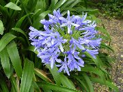 lyse blå African Blå Lilje Innendørs blomster bilde