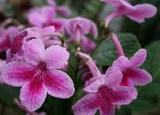 pink Strep Indendørs blomster foto