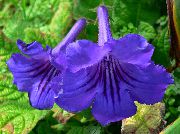 donkerblauw Streptokokken Pot Bloemen foto