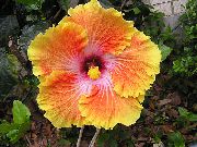 oranje Hibiscus Pot Bloemen foto