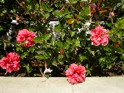 rosa Hibiscus Flores internas foto