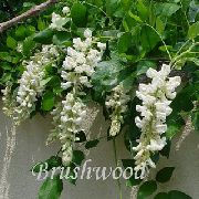 beyaz Wisteria Kapalı çiçek fotoğraf
