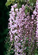 粉红色 紫藤 盆花 照片