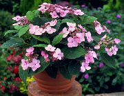 foto roosa Sise lilled Hortensia, Lacecap