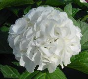 бял Хортензия, Lacecap Стайни цветя снимка
