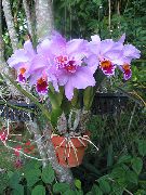 lila Dendrobiumorchidee Pot Bloemen foto