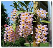 rosa Dendrobium Orchid Flores internas foto
