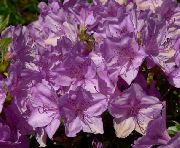 紫丁香 杜鹃花，pinxter绽放  照片