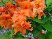 фото помаранчевий Домашні квіти Азалія (Рододендрон)