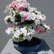 hvid Azalea, Pinxterbloom Indendørs blomster foto