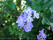 kuva vaaleansininen Sisäilman kukkia Duranta, Hunaja Tippaa, Kultainen Kastepisara, Kyyhkynen Marja