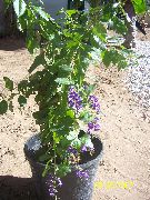 foto tumši zils Iekštelpu ziedi Duranta, Medus Pilieni, Zelta Rasas Piliens, Baložu Ogu