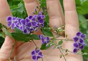 fotografie violet Flori de interior Duranta, Picături De Miere, Dewdrop De Aur, Porumbel Boabe
