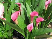 ροζ Arum Κρίνος εσωτερική Λουλούδια φωτογραφία