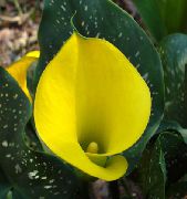 foto gelb Pot Blumen Aronstab