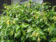 kuva keltainen Sisäilman kukkia Ylang Ylang, Hajuvesi Puu, Chanel # 5 Puu, Ilang-Ilang, Maramar