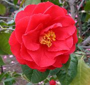 қызыл Camellia үй гүлдері фото