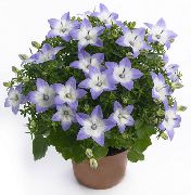lichtblauw Campanula, Klokje Pot Bloemen foto
