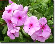 ვარდისფერი მადაგასკარი Periwinkle, გველის სუროს შიდა ყვავილები ფოტო