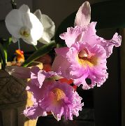 ფოტო ვარდისფერი შიდა ყვავილები Cattleya ორქიდეა