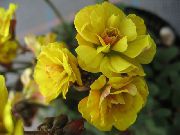 gul Oxalis Innendørs blomster bilde