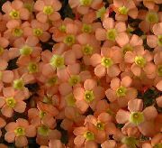 appelsin Oxalis Indendørs blomster foto