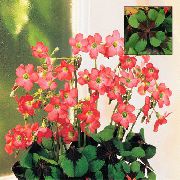 rood Oxalis Pot Bloemen foto