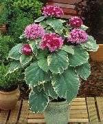 photo pink Indoor flowers Clerodendron