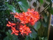 წითელი Clerodendron შიდა ყვავილები ფოტო