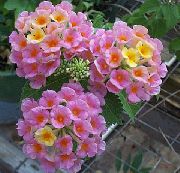 nuotrauka Lantana Vidinis gėlės